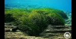 Αρχιπέλαγος - Θαλάσσια Λιβάδια Ποσειδωνίας: τα Πολύτιμα Δάση των Θαλασσών μας.