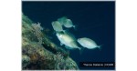 WWF Ελλάς: Ξενικά είδη - Απειλή για το θαλάσσιο περιβάλλον, αλλά και ευκαιρία για ψαράδες και καταναλωτές.